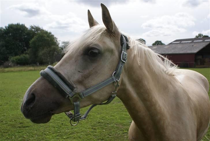 Anden særlig race   Golden Hero "SOLGT" billede 1