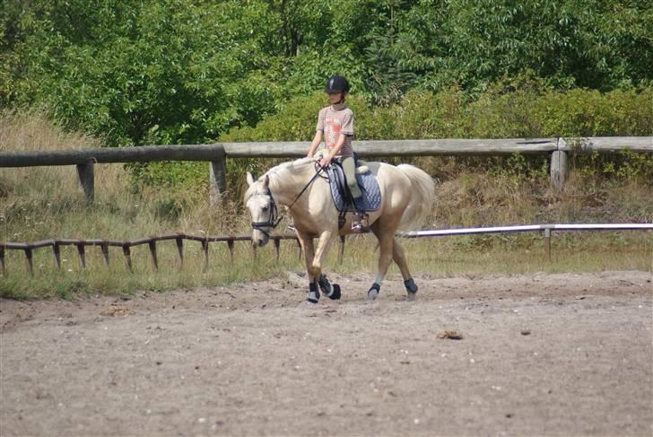 Anden særlig race   Golden Hero "SOLGT" billede 2