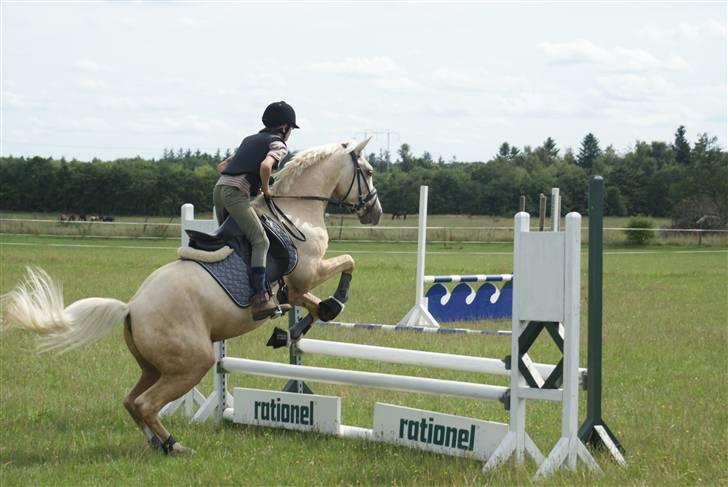 Anden særlig race   Golden Hero "SOLGT" billede 3