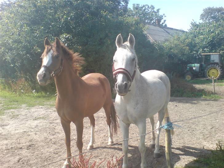 Anden særlig race dino boy " SOLGT " billede 16