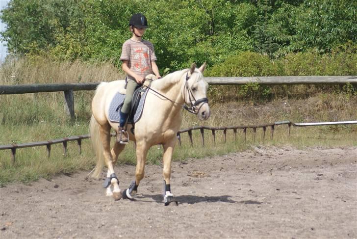 Anden særlig race   Golden Hero "SOLGT" billede 4