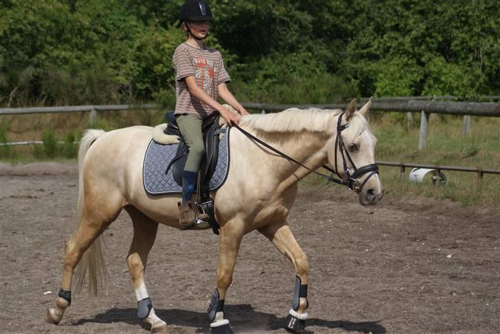 Anden særlig race   Golden Hero "SOLGT" billede 5