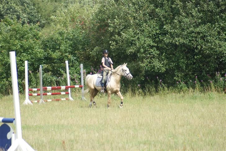 Anden særlig race   Golden Hero "SOLGT" billede 6