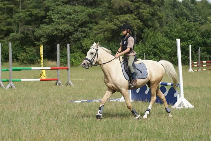 Anden særlig race   Golden Hero "SOLGT" billede 7