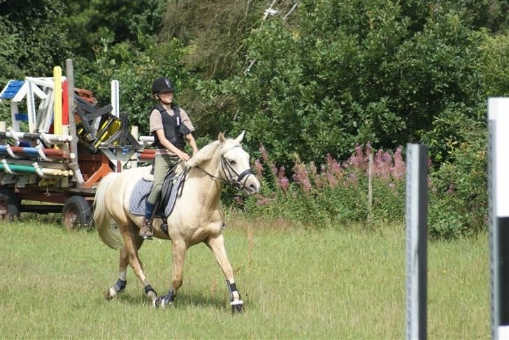 Anden særlig race   Golden Hero "SOLGT" billede 8