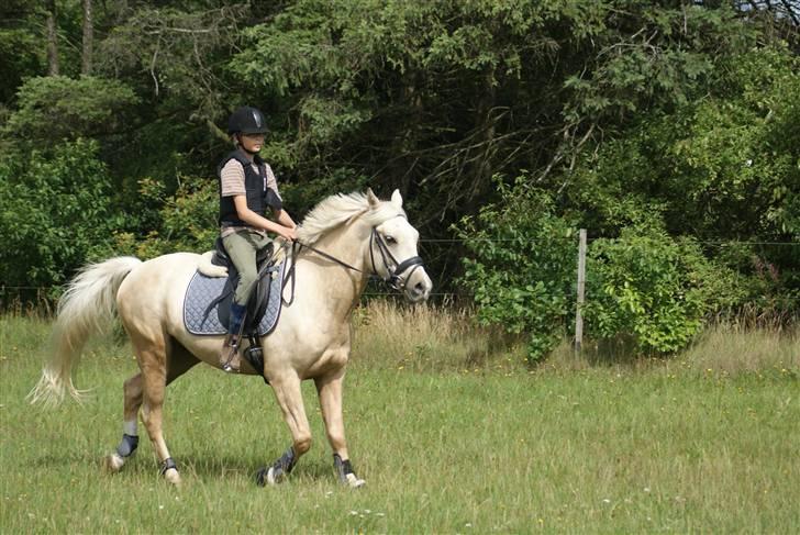 Anden særlig race   Golden Hero "SOLGT" billede 9