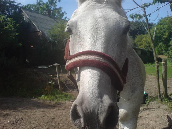 Anden særlig race dino boy " SOLGT " billede 17