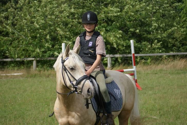 Anden særlig race   Golden Hero "SOLGT" billede 10