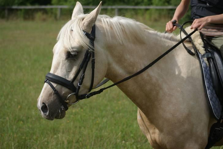 Anden særlig race   Golden Hero "SOLGT" billede 11