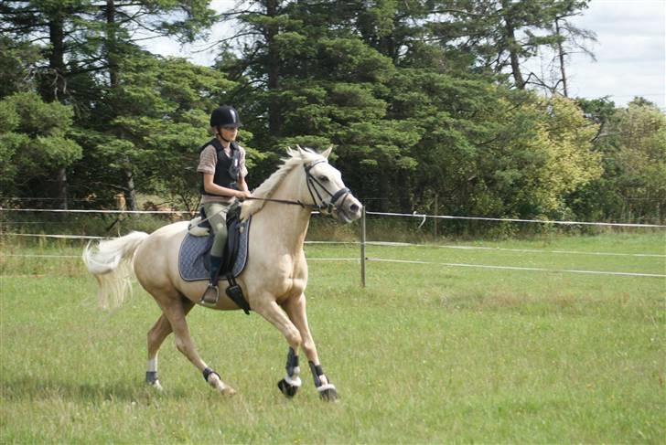 Anden særlig race   Golden Hero "SOLGT" billede 12