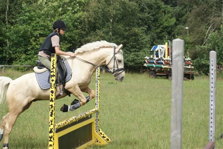Anden særlig race   Golden Hero "SOLGT" billede 13