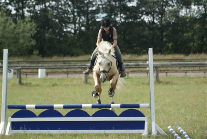 Anden særlig race   Golden Hero "SOLGT" billede 14