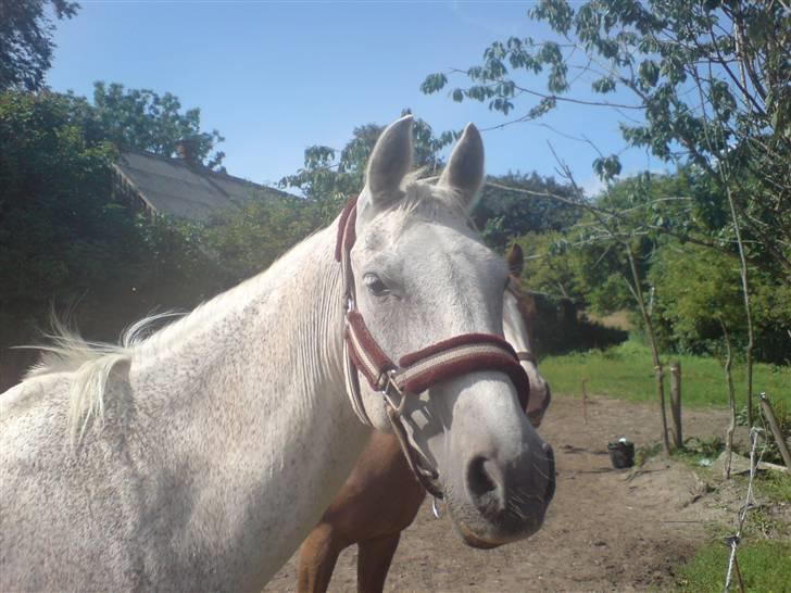 Anden særlig race dino boy " SOLGT " billede 18