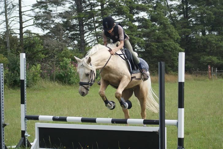 Anden særlig race   Golden Hero "SOLGT" billede 15