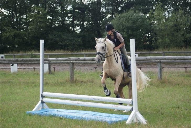 Anden særlig race   Golden Hero "SOLGT" billede 16
