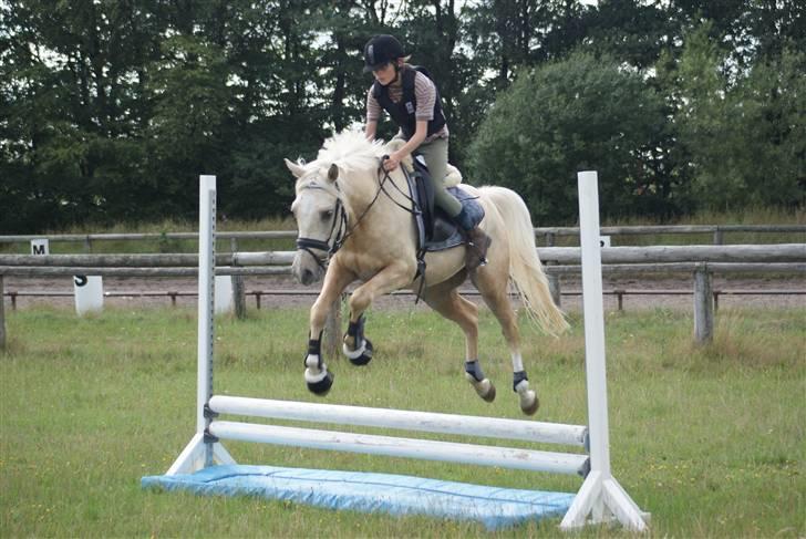 Anden særlig race   Golden Hero "SOLGT" billede 17
