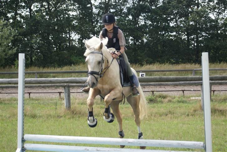 Anden særlig race   Golden Hero "SOLGT" billede 18