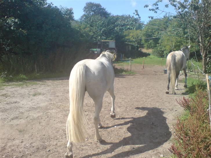Anden særlig race dino boy " SOLGT " billede 19