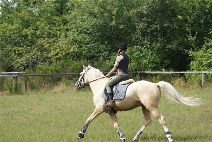 Anden særlig race   Golden Hero "SOLGT" billede 19