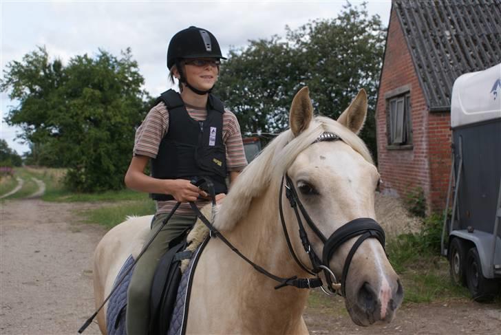 Anden særlig race   Golden Hero "SOLGT" billede 20