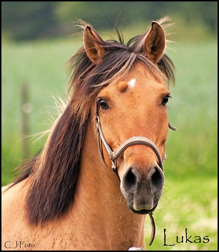 Anden særlig race lukas - fotograf: min søde storebror <3(: billede 2