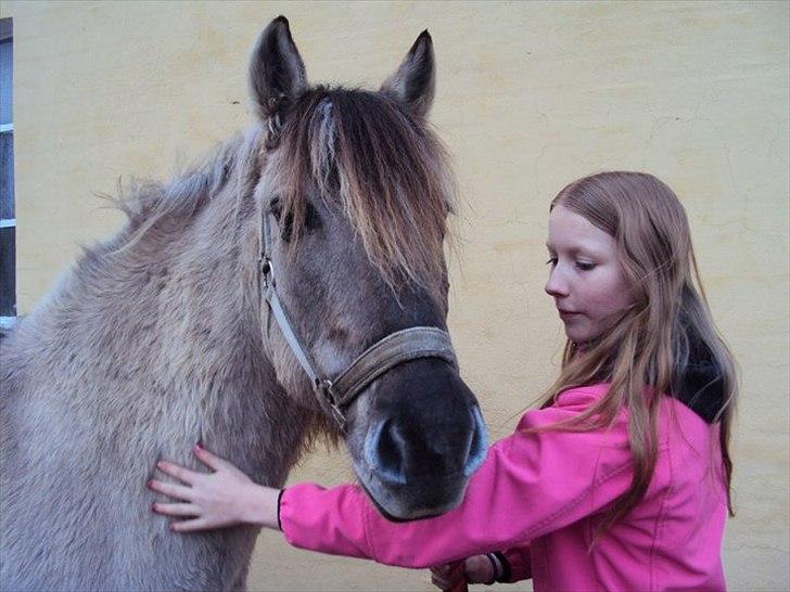 Konik Polski Manton - Manton billede 1