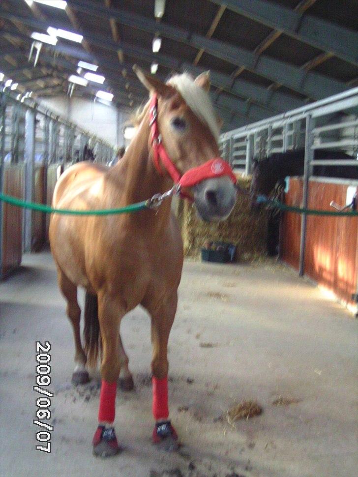 Haflinger /New Forest Kebbe - Keebe i rødt udstyr!!! Wow hun er lækker?? billede 19