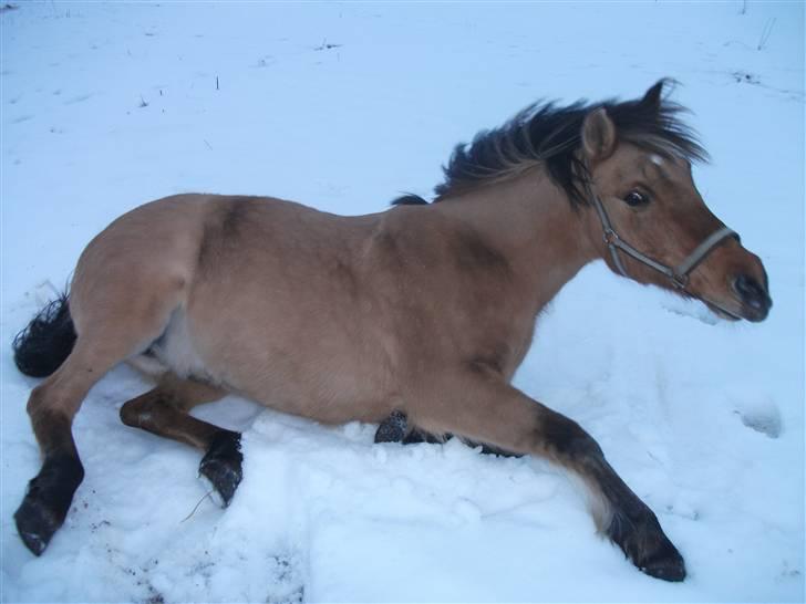Anden særlig race lukas billede 7