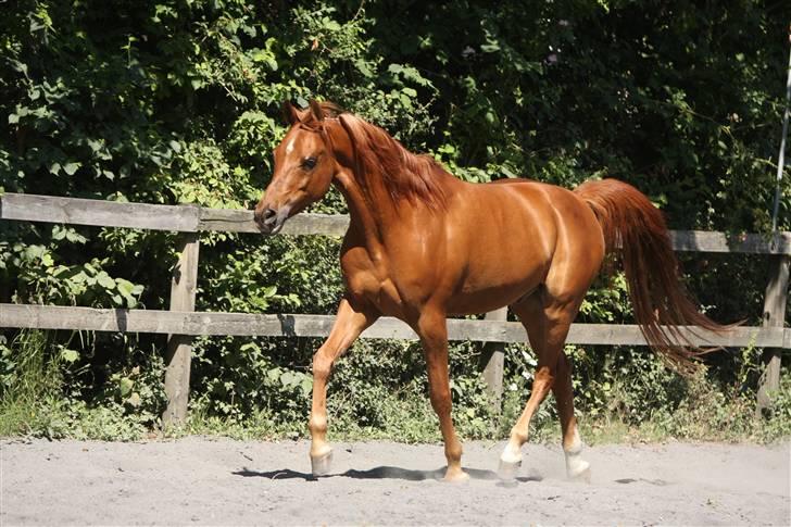 Arabisk fuldblod (OX) Wansour billede 5