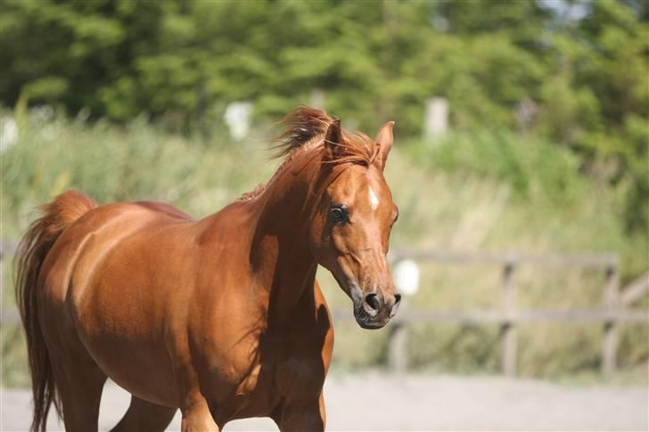 Arabisk fuldblod (OX) Wansour billede 6