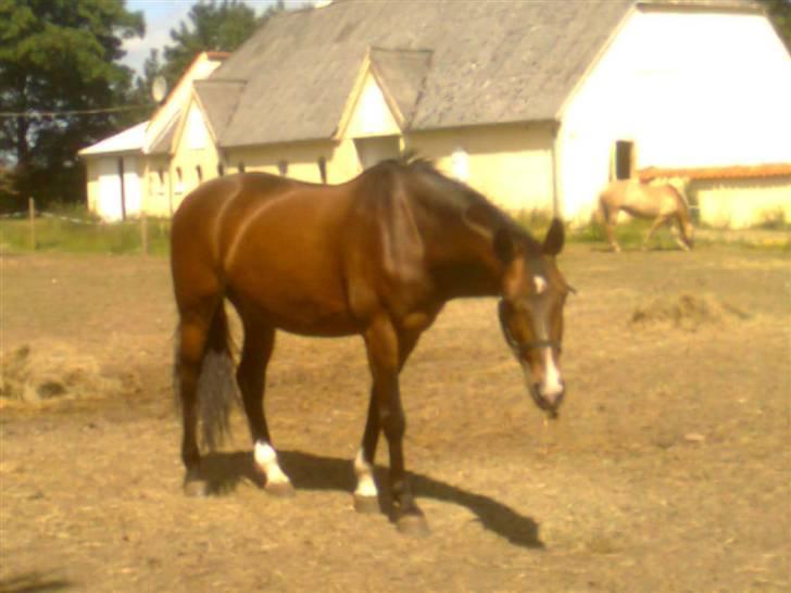 Dansk Varmblod Primadonna  - hun hugger sig :) billede 13