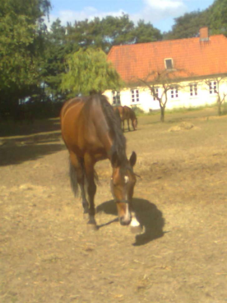 Dansk Varmblod Primadonna  - primadonna hygger sig sommeren 09´ på folden <3 :D billede 14