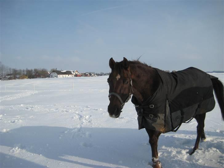 Anden særlig race Spartan El' Sansal billede 11