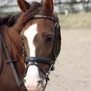 Welsh Pony (sec B) West Side Sweet Mafalda