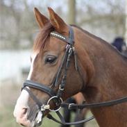 Welsh Pony (sec B) West Side Sweet Mafalda