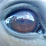 Dansk Varmblod Dyvellysts Martinique