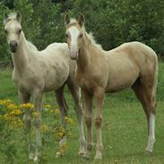 Palomino Lysgaards Cosmo