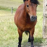 Anden særlig race charlie