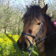 Anden særlig race charlie