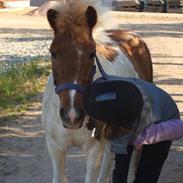 Anden særlig race KLAUS - SOLGT :'(<3