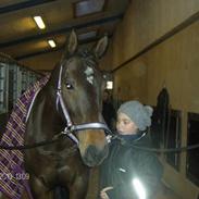 Dansk Varmblod Ladylike