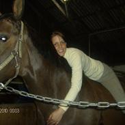 Dansk Varmblod Ladylike