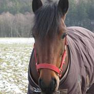 Anden særlig race Frenja <3