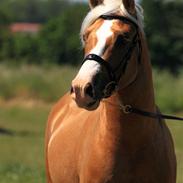 Welsh Cob (sec D) Golden Grafferson