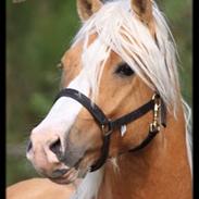 Welsh Cob (sec D) Golden Grafferson