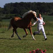 Welsh Cob (sec D) Golden Grafferson