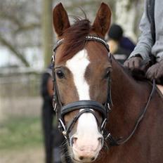 Welsh Pony (sec B) West Side Sweet Mafalda