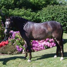 Anden særlig race Donald *søsters* *solgt*