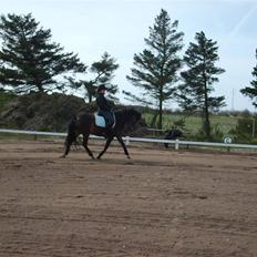 Anden særlig race Donald *søsters* *solgt*