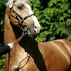 Palomino Lysgaards Cosmo